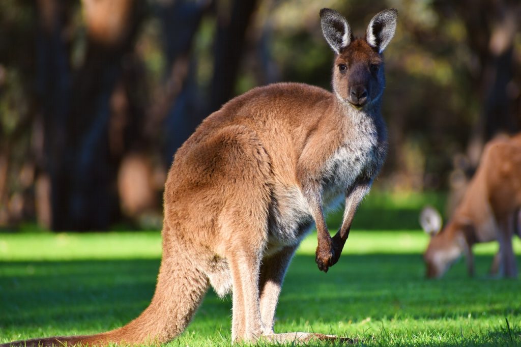 panduan-perjalanan-menjelajahi-10-tempat-misterius-di-australia